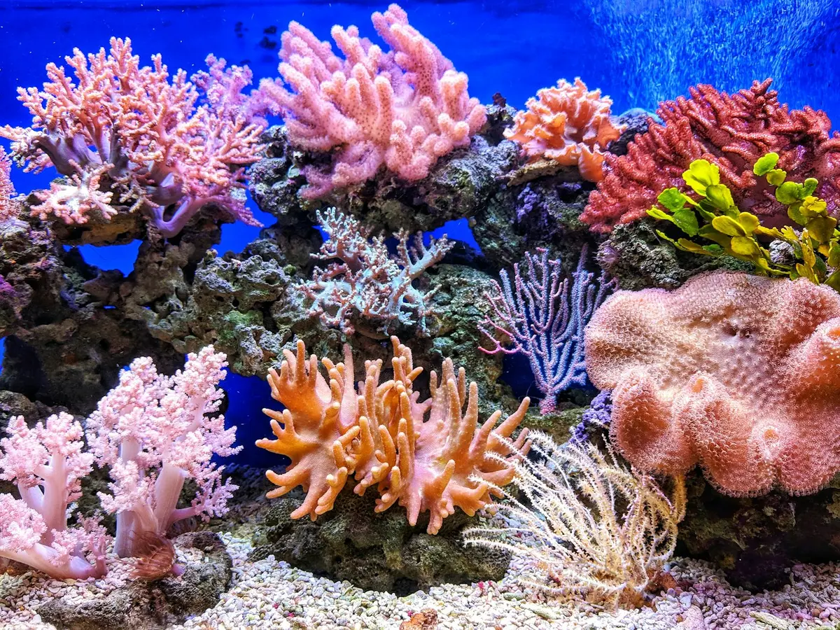 Colourful coral garden close up