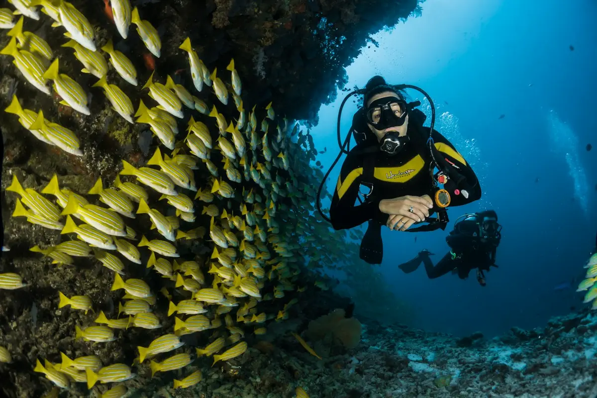 Diver among a school of yellow fish