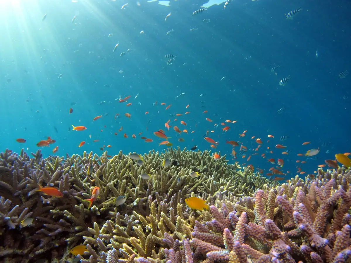 Sunlit coral reef with tropical fish