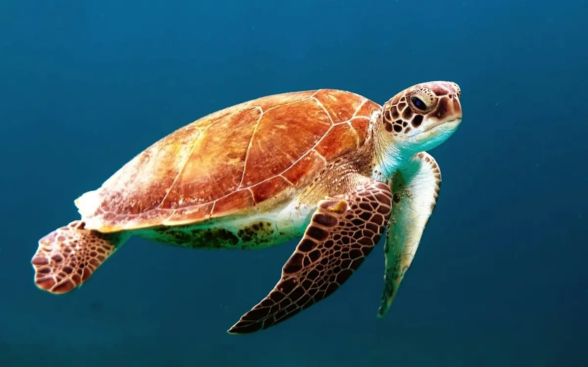 Sea turtle gliding through clear blue water